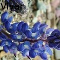 Tracey Vivar - Sundial Lupine - Photography